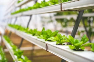 Cultivos hidropónicos monitorizados por sensores de humedad: Precisión para una agricultura sin tierra
